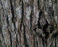 Rustic Grey Tree Bark Texture - Natural Wood Background High-quality close-up of aged grey tree bark Royalty Free Stock Photo