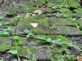 Rustic Harmoni: Nature Reclaiming The Pathway Royalty Free Stock Photo