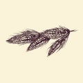 Rustic Harvest - Vintage Wheat Vector Illustration