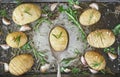 Rustic Hasselback potatoes with herbs, garlic and salt, vegetari Royalty Free Stock Photo