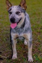 Rustic Heeler Kennel pupppy dog in park Royalty Free Stock Photo