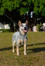 Rustic Heeler Kennel pupppy dog Royalty Free Stock Photo