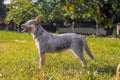 Rustic Heeler Kennel pupppy dog Royalty Free Stock Photo