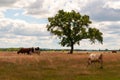 A rustic herd of cows and sheep grazing in an open field Royalty Free Stock Photo