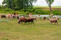 A rustic herd of cows and sheep grazing by a quiet river Royalty Free Stock Photo