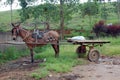 Rustic Horse Cart Royalty Free Stock Photo