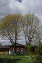 A rustic house and two tall maple trees against the sky.