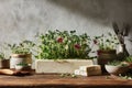 Rustic kitchen scene with herb garden and artisan cheese display on wooden table Royalty Free Stock Photo