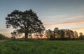 Rustic landscape with a countryside road, lonely pine