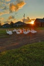 Rustic landscape at sunset. A herd of domestic geese. Royalty Free Stock Photo