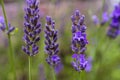 Rustic lavender closeup on green nature background. Royalty Free Stock Photo