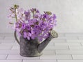 Rustic metal watering can filled with purple wildflowers called DameÃ¢â¬â¢s Rocket, indoors for still life photography on a white