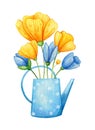 Rustic metallic watering can with wildflowers in it. Blue and yellow poppies in a polka dot can Royalty Free Stock Photo