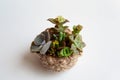 Rustic minimalist composition with small succulents in knitted basket