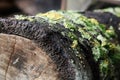 Rustic Mushrooms on Wood Log Humidity Forest. Vegetation Climate, Cabin Countryside, Woods, Beautiful Nature. Canada North America Royalty Free Stock Photo