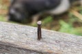 Rustic nail on wooden plank. Hardware industry closeup object. Background and texture.