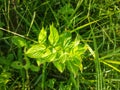 rustic natural art style glowing green leaf texture in west kalimantan indonesia 16 Royalty Free Stock Photo