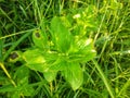 rustic natural art style glowing green leaf texture in west kalimantan indonesia 17 Royalty Free Stock Photo