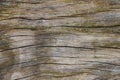 Rustic Natural Light Wood Texture w/ Knots & Moss 4K UHD 300DPI