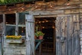 rustic old potting shed with edison lights