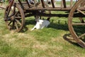 Rustic Old Horse Drawn Wagon with two young goats resting in his shadow Royalty Free Stock Photo