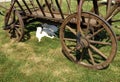 Rustic Old Horse Drawn Wagon with two young goats resting in his shadow Royalty Free Stock Photo