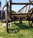 Rustic Old Horse Drawn Wagon with young goat resting in his shadow Royalty Free Stock Photo