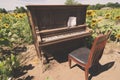 Rustic old piano and chair sitting in a sunflower field. Artistic filter applied Royalty Free Stock Photo