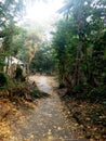 A rustic pathway leading to a cottage shrouded with trees