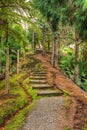 Rustic pathway winding uphill through trees Royalty Free Stock Photo