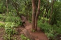 Rustic pathways in Warje jungle
