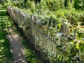 Rustic Picket Fence