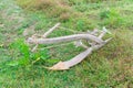 Rustic plow on fallow rice field in rural North Vietnam