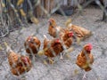 Rustic red hens in an aviary in nature Royalty Free Stock Photo