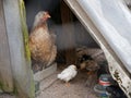 Rustic red hens with chickens in nature Royalty Free Stock Photo