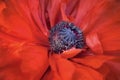 Rustic red poppy that grows in the field Royalty Free Stock Photo