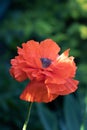 Rustic red poppy that grows in the field Royalty Free Stock Photo