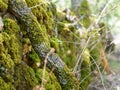 Rustic rock fence and a branch covered with moss
