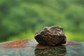 Rustic rock on a mossy surface with a blurred green background Royalty Free Stock Photo