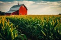 Rustic Serenity: Red Barn in Golden Cornfield Royalty Free Stock Photo