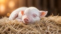 In a rustic setting, a small piglet finds comfort on a bed of hay. Generative AI