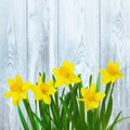 Rustic Spring background with Yellow daffodils flowers Royalty Free Stock Photo