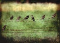 Rustic starlings on a barbed wire fence Royalty Free Stock Photo