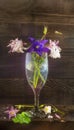 Rustic still life in a glass beautiful flowers pink white blue Aquilegia wooden background Royalty Free Stock Photo