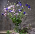 Rustic still life in a glass vase beautiful flowers pink white blue Aquilegia wooden background. AquilÃÂ©gia vulgÃÂ¡ris of the Royalty Free Stock Photo