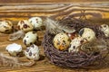 Rustic still life - quail eggs in nest on rough concrete surface Royalty Free Stock Photo