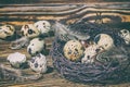 Rustic still life - quail eggs in nest on rough concrete surface Royalty Free Stock Photo