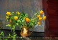 Rustic still life, Summer flowers in old clay jag. Still life of rural life Royalty Free Stock Photo