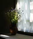 Rustic still life with wild flowers in brown ceramic jug near vintage window Royalty Free Stock Photo