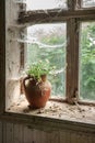Rustic still life with wild flowers in brown clay jug Royalty Free Stock Photo